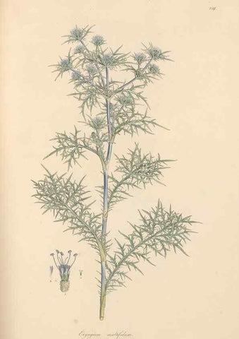 Reproducción/Reproduction 49557209131: Flora Graeca, sive, Plantarum rariorum historia, quas in provinciis aut insulis Graeciae /. Londini :Typis Richardi Taylor et socii, in Vico Shoe-Lane :MDCCCVI-MDCCCXL [1806-1840].. 
