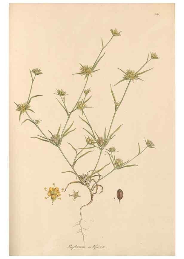Reproducción/Reproduction 49556710463: Flora Graeca, sive, Plantarum rariorum historia, quas in provinciis aut insulis Graeciae /. Londini :Typis Richardi Taylor et socii, in Vico Shoe-Lane :MDCCCVI-MDCCCXL [1806-1840].. 