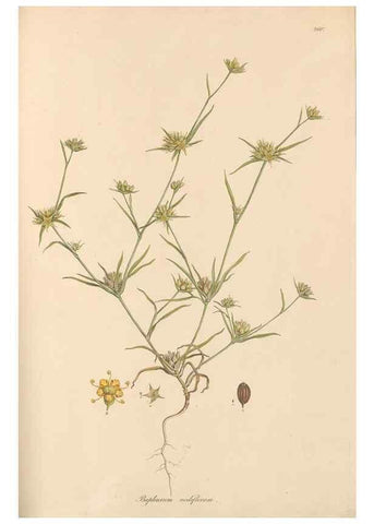 Reproducción/Reproduction 49556710463: Flora Graeca, sive, Plantarum rariorum historia, quas in provinciis aut insulis Graeciae /. Londini :Typis Richardi Taylor et socii, in Vico Shoe-Lane :MDCCCVI-MDCCCXL [1806-1840].. 