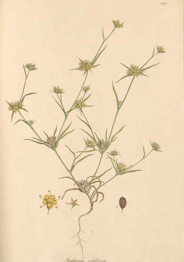 Reproducción/Reproduction 49556710463: Flora Graeca, sive, Plantarum rariorum historia, quas in provinciis aut insulis Graeciae /. Londini :Typis Richardi Taylor et socii, in Vico Shoe-Lane :MDCCCVI-MDCCCXL [1806-1840].. 