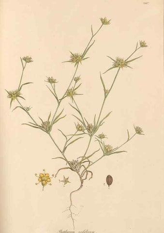Reproducción/Reproduction 49556710463: Flora Graeca, sive, Plantarum rariorum historia, quas in provinciis aut insulis Graeciae /. Londini :Typis Richardi Taylor et socii, in Vico Shoe-Lane :MDCCCVI-MDCCCXL [1806-1840].. 