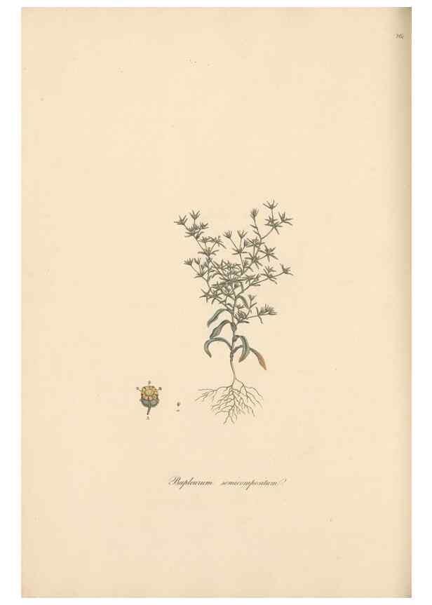Reproducción/Reproduction 49556710813: Flora Graeca, sive, Plantarum rariorum historia, quas in provinciis aut insulis Graeciae /. Londini :Typis Richardi Taylor et socii, in Vico Shoe-Lane :MDCCCVI-MDCCCXL [1806-1840].. 
