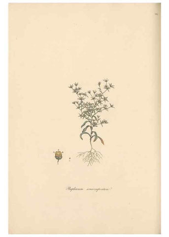 Reproducción/Reproduction 49556710813: Flora Graeca, sive, Plantarum rariorum historia, quas in provinciis aut insulis Graeciae /. Londini :Typis Richardi Taylor et socii, in Vico Shoe-Lane :MDCCCVI-MDCCCXL [1806-1840].. 