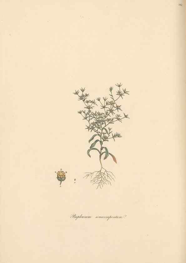 Reproducción/Reproduction 49556710813: Flora Graeca, sive, Plantarum rariorum historia, quas in provinciis aut insulis Graeciae /. Londini :Typis Richardi Taylor et socii, in Vico Shoe-Lane :MDCCCVI-MDCCCXL [1806-1840].. 
