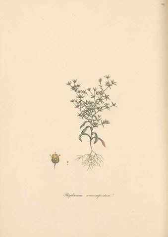 Reproducción/Reproduction 49556710813: Flora Graeca, sive, Plantarum rariorum historia, quas in provinciis aut insulis Graeciae /. Londini :Typis Richardi Taylor et socii, in Vico Shoe-Lane :MDCCCVI-MDCCCXL [1806-1840].. 