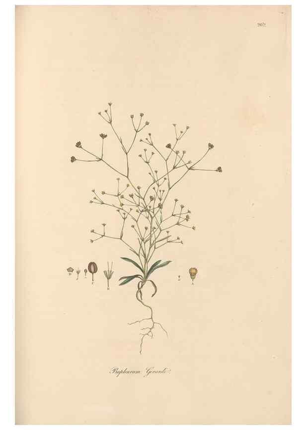 Reproducción/Reproduction 49557210131: Flora Graeca, sive, Plantarum rariorum historia, quas in provinciis aut insulis Graeciae /. Londini :Typis Richardi Taylor et socii, in Vico Shoe-Lane :MDCCCVI-MDCCCXL [1806-1840].. 