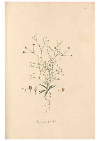 Reproducción/Reproduction 49557210131: Flora Graeca, sive, Plantarum rariorum historia, quas in provinciis aut insulis Graeciae /. Londini :Typis Richardi Taylor et socii, in Vico Shoe-Lane :MDCCCVI-MDCCCXL [1806-1840].. 