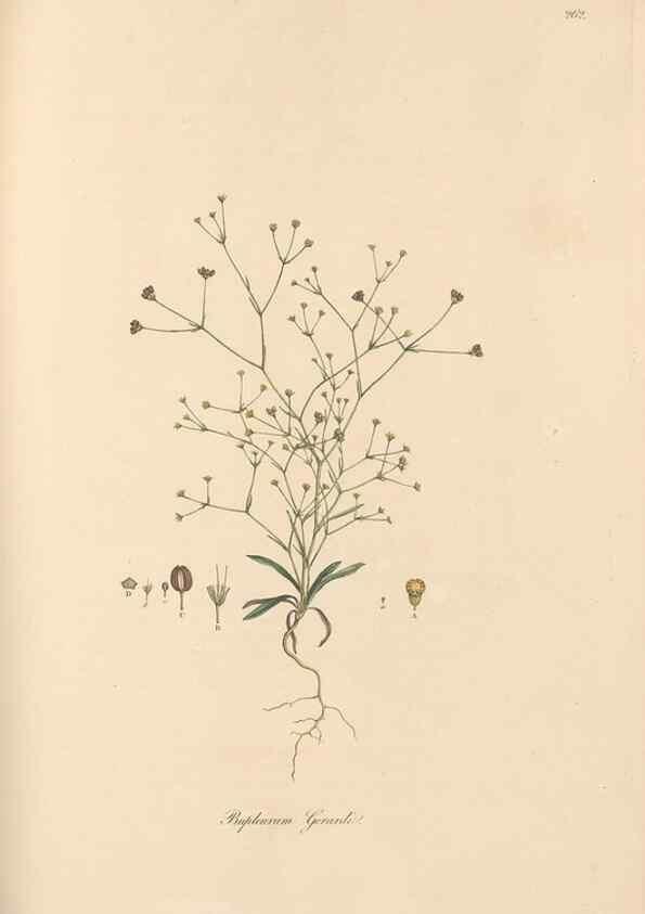 Reproducción/Reproduction 49557210131: Flora Graeca, sive, Plantarum rariorum historia, quas in provinciis aut insulis Graeciae /. Londini :Typis Richardi Taylor et socii, in Vico Shoe-Lane :MDCCCVI-MDCCCXL [1806-1840].. 