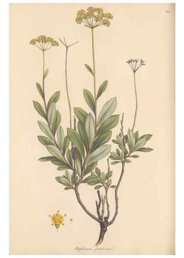 Reproducción/Reproduction 49557444067: Flora Graeca, sive, Plantarum rariorum historia, quas in provinciis aut insulis Graeciae /. Londini :Typis Richardi Taylor et socii, in Vico Shoe-Lane :MDCCCVI-MDCCCXL [1806-1840].. 