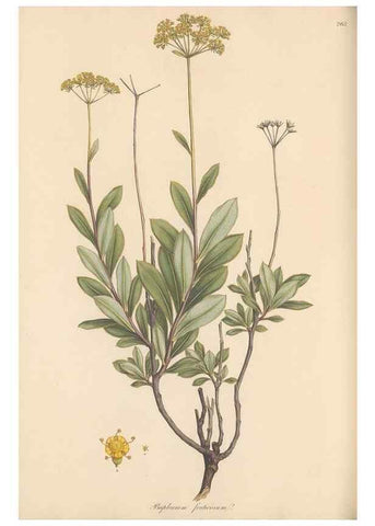 Reproducción/Reproduction 49557444067: Flora Graeca, sive, Plantarum rariorum historia, quas in provinciis aut insulis Graeciae /. Londini :Typis Richardi Taylor et socii, in Vico Shoe-Lane :MDCCCVI-MDCCCXL [1806-1840].. 