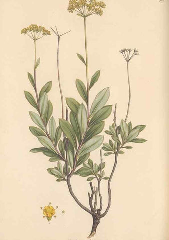Reproducción/Reproduction 49557444067: Flora Graeca, sive, Plantarum rariorum historia, quas in provinciis aut insulis Graeciae /. Londini :Typis Richardi Taylor et socii, in Vico Shoe-Lane :MDCCCVI-MDCCCXL [1806-1840].. 