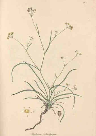 Reproducción/Reproduction 49557444527: Flora Graeca, sive, Plantarum rariorum historia, quas in provinciis aut insulis Graeciae /. Londini :Typis Richardi Taylor et socii, in Vico Shoe-Lane :MDCCCVI-MDCCCXL [1806-1840].. 