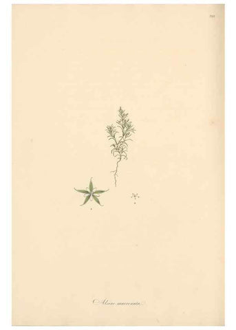 Reproducción/Reproduction 49557454892: Flora Graeca, sive, Plantarum rariorum historia, quas in provinciis aut insulis Graeciae /. Londini :Typis Richardi Taylor et socii, in Vico Shoe-Lane :MDCCCVI-MDCCCXL [1806-1840].. 
