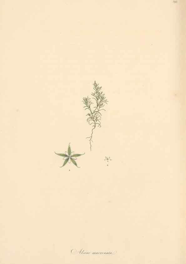 Reproducción/Reproduction 49557454892: Flora Graeca, sive, Plantarum rariorum historia, quas in provinciis aut insulis Graeciae /. Londini :Typis Richardi Taylor et socii, in Vico Shoe-Lane :MDCCCVI-MDCCCXL [1806-1840].. 