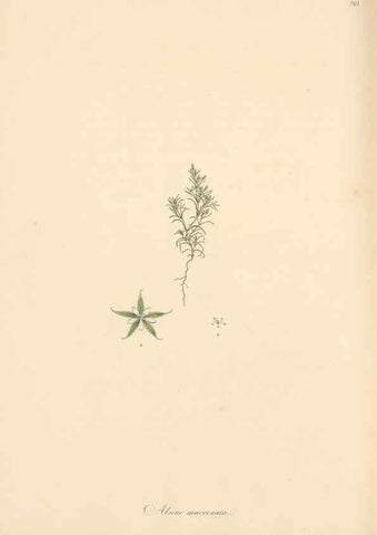 Reproducción/Reproduction 49557454892: Flora Graeca, sive, Plantarum rariorum historia, quas in provinciis aut insulis Graeciae /. Londini :Typis Richardi Taylor et socii, in Vico Shoe-Lane :MDCCCVI-MDCCCXL [1806-1840].. 