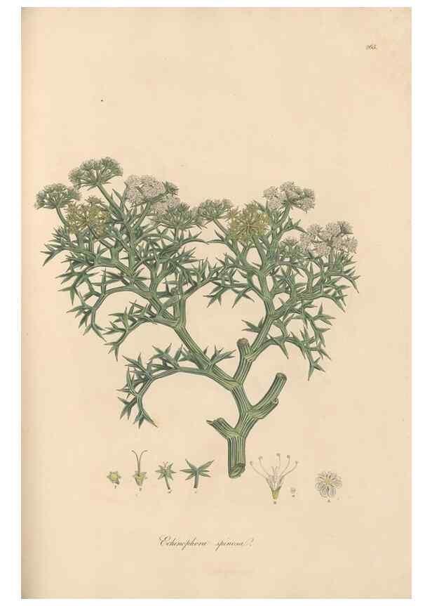 Reproducción/Reproduction 49556712363: Flora Graeca, sive, Plantarum rariorum historia, quas in provinciis aut insulis Graeciae /. Londini :Typis Richardi Taylor et socii, in Vico Shoe-Lane :MDCCCVI-MDCCCXL [1806-1840].. 