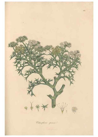 Reproducción/Reproduction 49556712363: Flora Graeca, sive, Plantarum rariorum historia, quas in provinciis aut insulis Graeciae /. Londini :Typis Richardi Taylor et socii, in Vico Shoe-Lane :MDCCCVI-MDCCCXL [1806-1840].. 