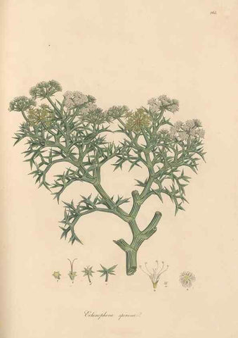 Reproducción/Reproduction 49556712363: Flora Graeca, sive, Plantarum rariorum historia, quas in provinciis aut insulis Graeciae /. Londini :Typis Richardi Taylor et socii, in Vico Shoe-Lane :MDCCCVI-MDCCCXL [1806-1840].. 