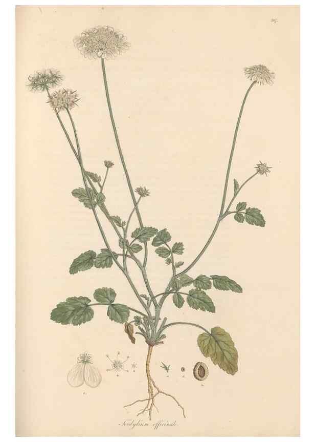 Reproducción/Reproduction 49556713108: Flora Graeca, sive, Plantarum rariorum historia, quas in provinciis aut insulis Graeciae /. Londini :Typis Richardi Taylor et socii, in Vico Shoe-Lane :MDCCCVI-MDCCCXL [1806-1840].. 