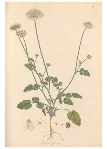 Reproducción/Reproduction 49556713108: Flora Graeca, sive, Plantarum rariorum historia, quas in provinciis aut insulis Graeciae /. Londini :Typis Richardi Taylor et socii, in Vico Shoe-Lane :MDCCCVI-MDCCCXL [1806-1840].. 