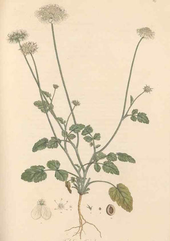 Reproducción/Reproduction 49556713108: Flora Graeca, sive, Plantarum rariorum historia, quas in provinciis aut insulis Graeciae /. Londini :Typis Richardi Taylor et socii, in Vico Shoe-Lane :MDCCCVI-MDCCCXL [1806-1840].. 