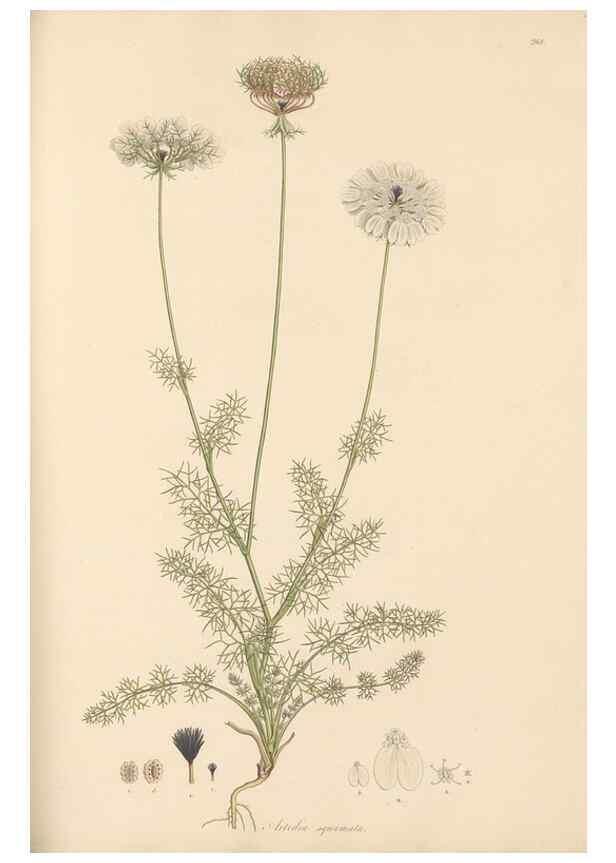 Reproducción/Reproduction 49557212436: Flora Graeca, sive, Plantarum rariorum historia, quas in provinciis aut insulis Graeciae /. Londini :Typis Richardi Taylor et socii, in Vico Shoe-Lane :MDCCCVI-MDCCCXL [1806-1840].. 