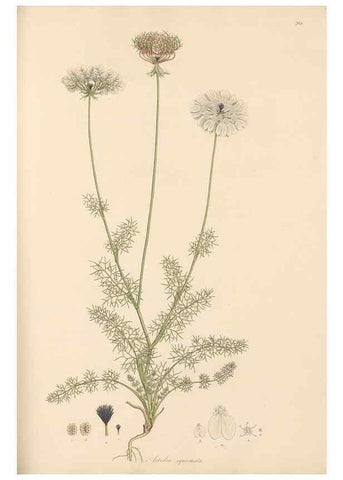 Reproducción/Reproduction 49557212436: Flora Graeca, sive, Plantarum rariorum historia, quas in provinciis aut insulis Graeciae /. Londini :Typis Richardi Taylor et socii, in Vico Shoe-Lane :MDCCCVI-MDCCCXL [1806-1840].. 