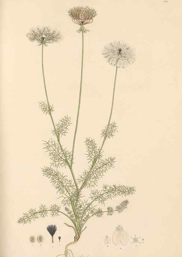 Reproducción/Reproduction 49557212436: Flora Graeca, sive, Plantarum rariorum historia, quas in provinciis aut insulis Graeciae /. Londini :Typis Richardi Taylor et socii, in Vico Shoe-Lane :MDCCCVI-MDCCCXL [1806-1840].. 