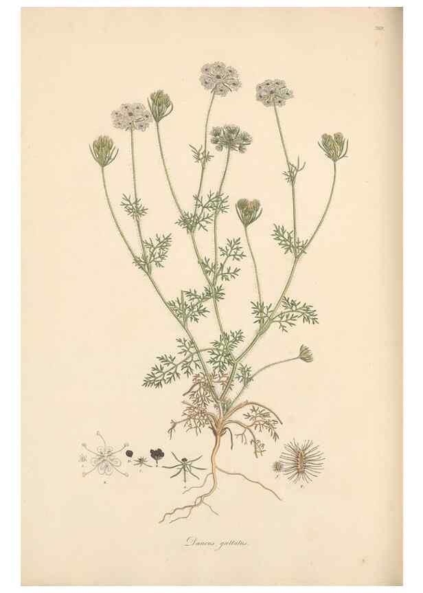 Reproducción/Reproduction 49557212821: Flora Graeca, sive, Plantarum rariorum historia, quas in provinciis aut insulis Graeciae /. Londini :Typis Richardi Taylor et socii, in Vico Shoe-Lane :MDCCCVI-MDCCCXL [1806-1840].. 