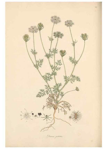 Reproducción/Reproduction 49557212821: Flora Graeca, sive, Plantarum rariorum historia, quas in provinciis aut insulis Graeciae /. Londini :Typis Richardi Taylor et socii, in Vico Shoe-Lane :MDCCCVI-MDCCCXL [1806-1840].. 