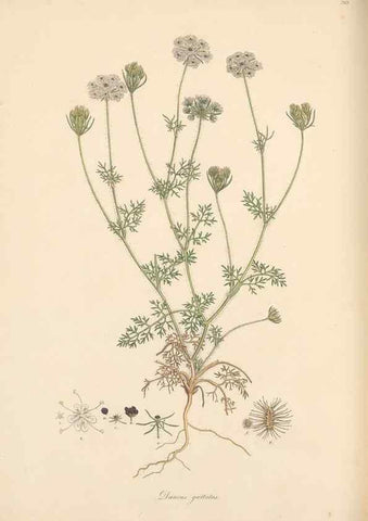 Reproducción/Reproduction 49557212821: Flora Graeca, sive, Plantarum rariorum historia, quas in provinciis aut insulis Graeciae /. Londini :Typis Richardi Taylor et socii, in Vico Shoe-Lane :MDCCCVI-MDCCCXL [1806-1840].. 
