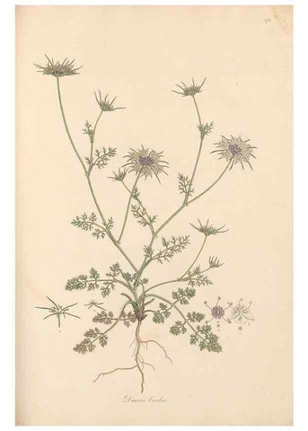 Reproducción/Reproduction 49557446877: Flora Graeca, sive, Plantarum rariorum historia, quas in provinciis aut insulis Graeciae /. Londini :Typis Richardi Taylor et socii, in Vico Shoe-Lane :MDCCCVI-MDCCCXL [1806-1840].. 