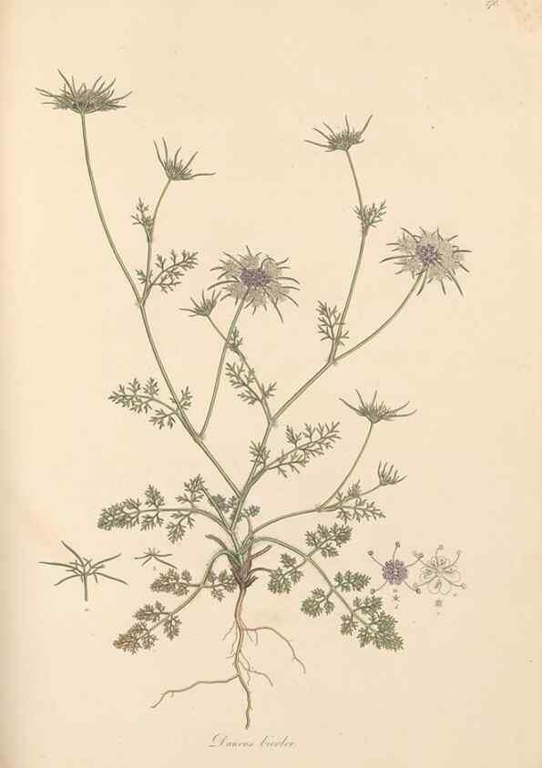 Reproducción/Reproduction 49557446877: Flora Graeca, sive, Plantarum rariorum historia, quas in provinciis aut insulis Graeciae /. Londini :Typis Richardi Taylor et socii, in Vico Shoe-Lane :MDCCCVI-MDCCCXL [1806-1840].. 