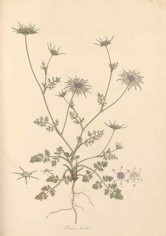 Reproducción/Reproduction 49557446877: Flora Graeca, sive, Plantarum rariorum historia, quas in provinciis aut insulis Graeciae /. Londini :Typis Richardi Taylor et socii, in Vico Shoe-Lane :MDCCCVI-MDCCCXL [1806-1840].. 