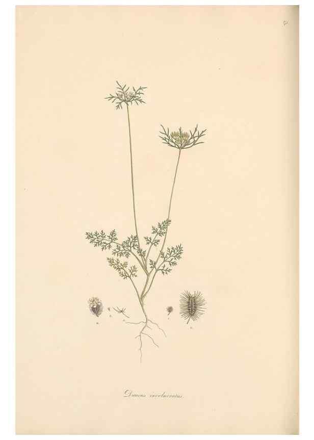 Reproducción/Reproduction 49557213561: Flora Graeca, sive, Plantarum rariorum historia, quas in provinciis aut insulis Graeciae /. Londini :Typis Richardi Taylor et socii, in Vico Shoe-Lane :MDCCCVI-MDCCCXL [1806-1840].. 