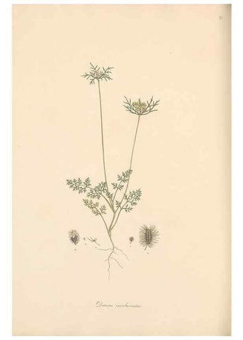 Reproducción/Reproduction 49557213561: Flora Graeca, sive, Plantarum rariorum historia, quas in provinciis aut insulis Graeciae /. Londini :Typis Richardi Taylor et socii, in Vico Shoe-Lane :MDCCCVI-MDCCCXL [1806-1840].. 