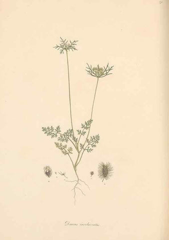 Reproducción/Reproduction 49557213561: Flora Graeca, sive, Plantarum rariorum historia, quas in provinciis aut insulis Graeciae /. Londini :Typis Richardi Taylor et socii, in Vico Shoe-Lane :MDCCCVI-MDCCCXL [1806-1840].. 