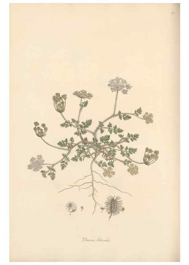 Reproducción/Reproduction 49556714983: Flora Graeca, sive, Plantarum rariorum historia, quas in provinciis aut insulis Graeciae /. Londini :Typis Richardi Taylor et socii, in Vico Shoe-Lane :MDCCCVI-MDCCCXL [1806-1840].. 