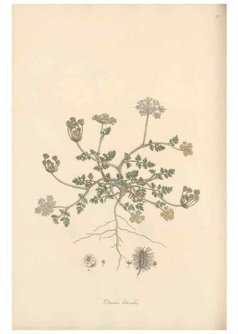 Reproducción/Reproduction 49556714983: Flora Graeca, sive, Plantarum rariorum historia, quas in provinciis aut insulis Graeciae /. Londini :Typis Richardi Taylor et socii, in Vico Shoe-Lane :MDCCCVI-MDCCCXL [1806-1840].. 