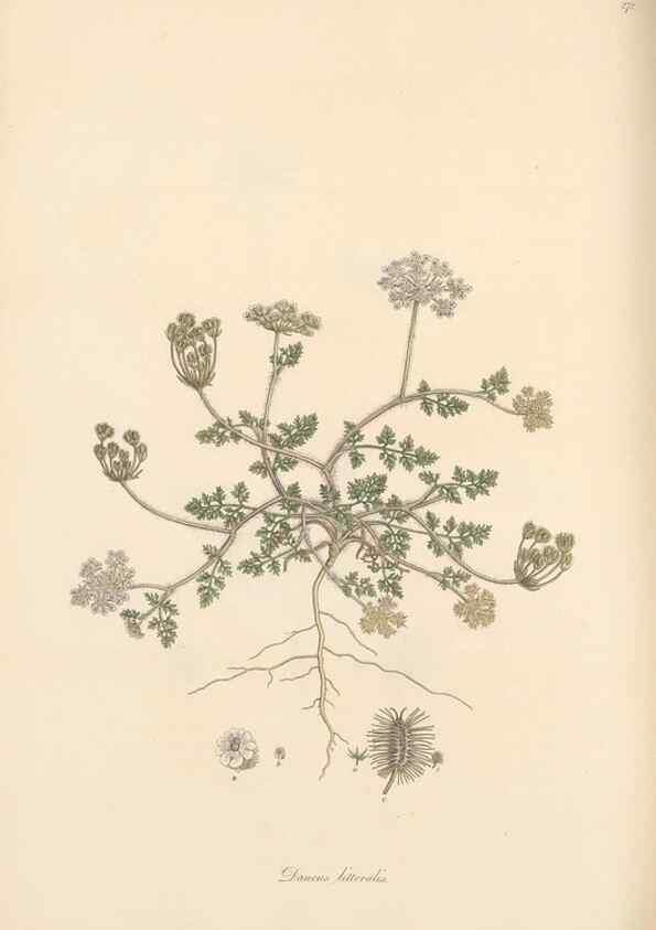 Reproducción/Reproduction 49556714983: Flora Graeca, sive, Plantarum rariorum historia, quas in provinciis aut insulis Graeciae /. Londini :Typis Richardi Taylor et socii, in Vico Shoe-Lane :MDCCCVI-MDCCCXL [1806-1840].. 