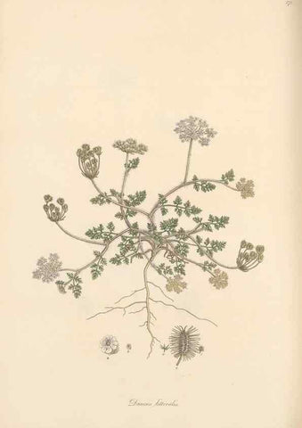 Reproducción/Reproduction 49556714983: Flora Graeca, sive, Plantarum rariorum historia, quas in provinciis aut insulis Graeciae /. Londini :Typis Richardi Taylor et socii, in Vico Shoe-Lane :MDCCCVI-MDCCCXL [1806-1840].. 