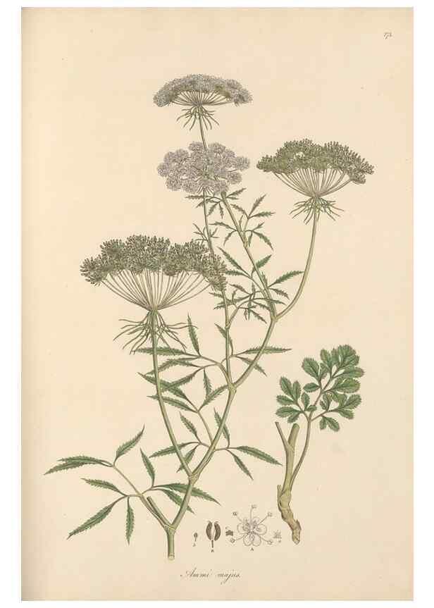 Reproducción/Reproduction 49556715403: Flora Graeca, sive, Plantarum rariorum historia, quas in provinciis aut insulis Graeciae /. Londini :Typis Richardi Taylor et socii, in Vico Shoe-Lane :MDCCCVI-MDCCCXL [1806-1840].. 
