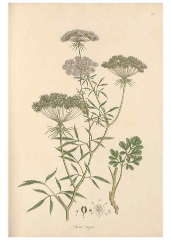 Reproducción/Reproduction 49556715403: Flora Graeca, sive, Plantarum rariorum historia, quas in provinciis aut insulis Graeciae /. Londini :Typis Richardi Taylor et socii, in Vico Shoe-Lane :MDCCCVI-MDCCCXL [1806-1840].. 