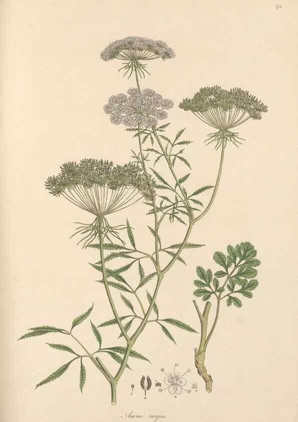 Reproducción/Reproduction 49556715403: Flora Graeca, sive, Plantarum rariorum historia, quas in provinciis aut insulis Graeciae /. Londini :Typis Richardi Taylor et socii, in Vico Shoe-Lane :MDCCCVI-MDCCCXL [1806-1840].. 