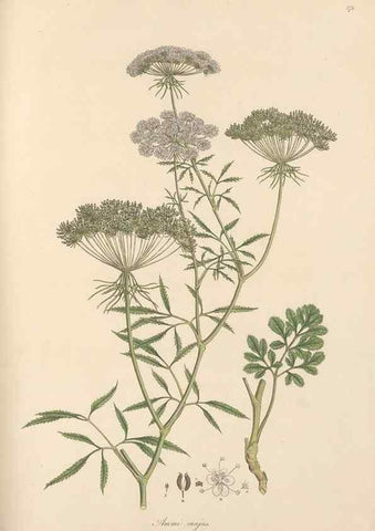 Reproducción/Reproduction 49556715403: Flora Graeca, sive, Plantarum rariorum historia, quas in provinciis aut insulis Graeciae /. Londini :Typis Richardi Taylor et socii, in Vico Shoe-Lane :MDCCCVI-MDCCCXL [1806-1840].. 