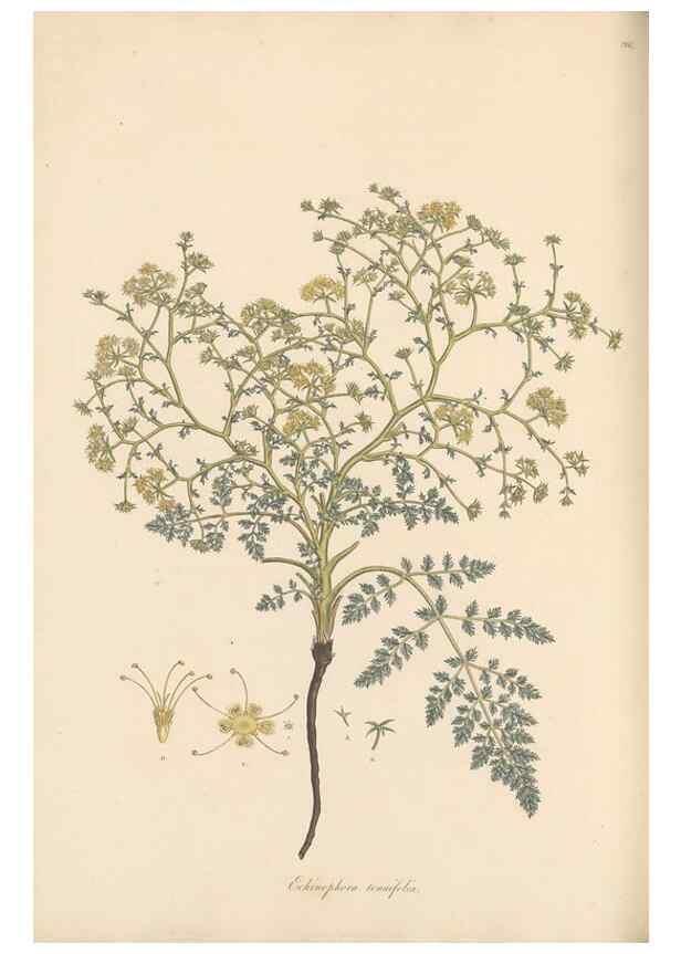 Reproducción/Reproduction 49557445287: Flora Graeca, sive, Plantarum rariorum historia, quas in provinciis aut insulis Graeciae /. Londini :Typis Richardi Taylor et socii, in Vico Shoe-Lane :MDCCCVI-MDCCCXL [1806-1840].. 
