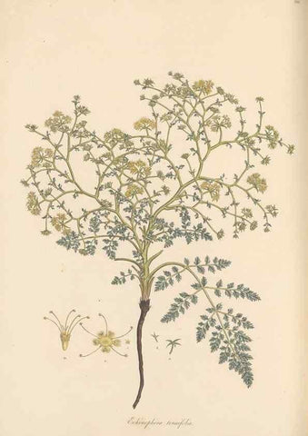 Reproducción/Reproduction 49557445287: Flora Graeca, sive, Plantarum rariorum historia, quas in provinciis aut insulis Graeciae /. Londini :Typis Richardi Taylor et socii, in Vico Shoe-Lane :MDCCCVI-MDCCCXL [1806-1840].. 