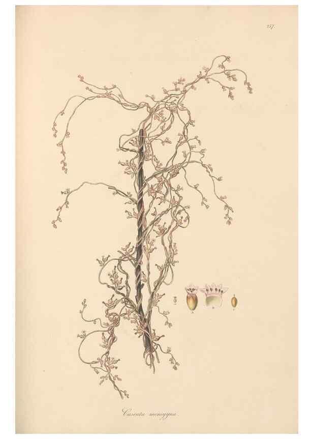 Reproducción/Reproduction 49556709333: Flora Graeca, sive, Plantarum rariorum historia, quas in provinciis aut insulis Graeciae /. Londini :Typis Richardi Taylor et socii, in Vico Shoe-Lane :MDCCCVI-MDCCCXL [1806-1840].. 
