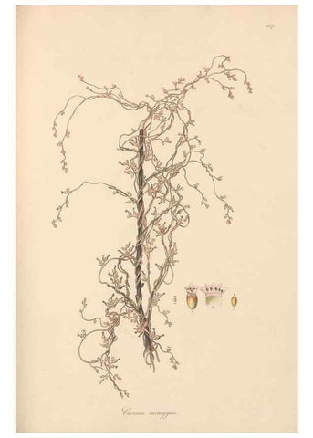 Reproducción/Reproduction 49556709333: Flora Graeca, sive, Plantarum rariorum historia, quas in provinciis aut insulis Graeciae /. Londini :Typis Richardi Taylor et socii, in Vico Shoe-Lane :MDCCCVI-MDCCCXL [1806-1840].. 
