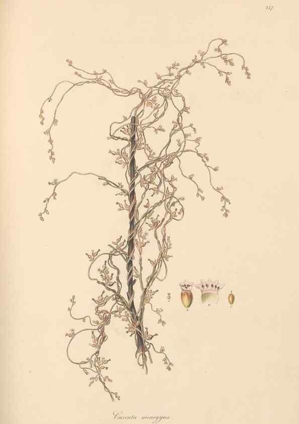 Reproducción/Reproduction 49556709333: Flora Graeca, sive, Plantarum rariorum historia, quas in provinciis aut insulis Graeciae /. Londini :Typis Richardi Taylor et socii, in Vico Shoe-Lane :MDCCCVI-MDCCCXL [1806-1840].. 